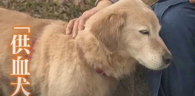 シロ 供血犬 の病院場所はどこ シロの年齢や飼い主 子供は