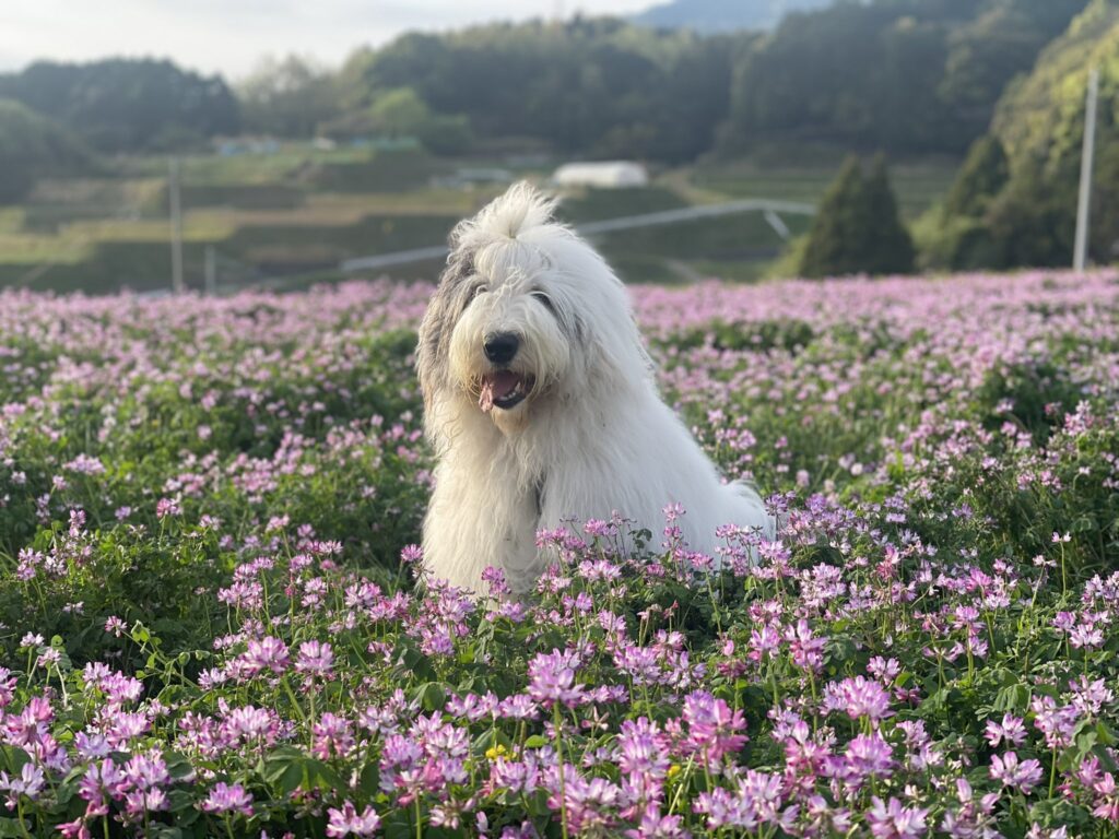ベック 俳優犬 の犬種や年齢性別は かわいい画像も紹介